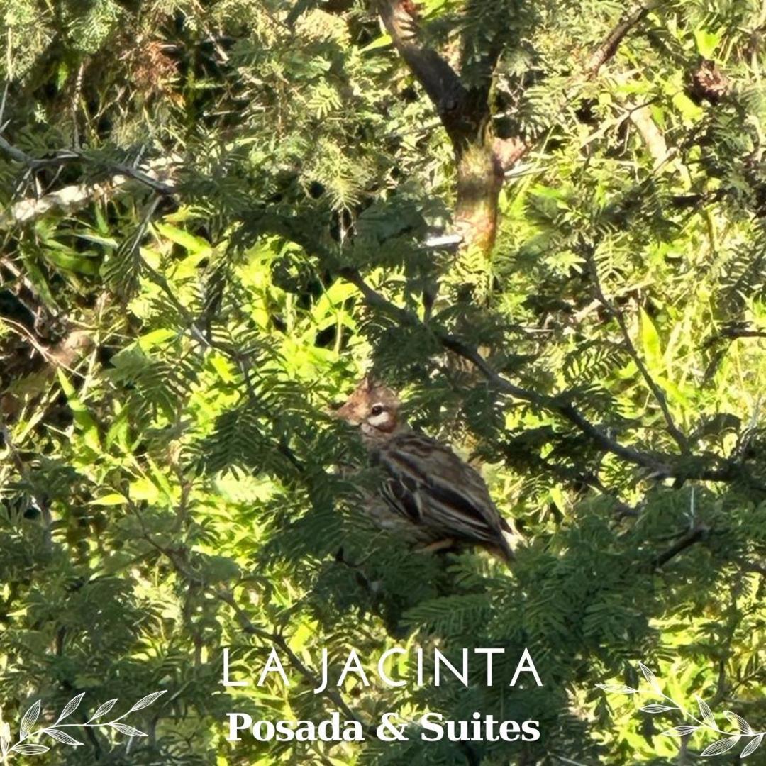 La Jacinta Posada Suites サンタ・ロサ・デ・カラムチタ エクステリア 写真